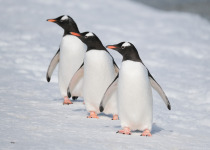 Gentoo Penguins