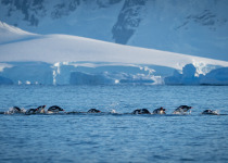 Porpoising penguins