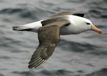 Black-browed albatross