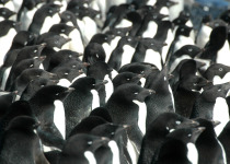 Adelie penguins