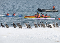 Imperial Cormorants and kayakers