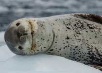 Leopard Seal closeup