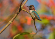 Bee Hummingbird