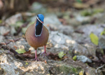 Blue-headed Quail-Dove
