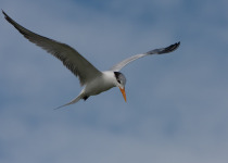 Royal Tern © Colin Jones