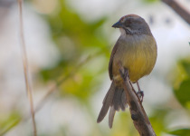 Zapata Sparrow © Colin Jones