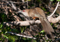 Great Lizard-Cuckoo © Colin Jones