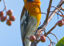 Western Spindalis © Colin Jones