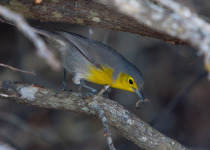 Oriente Warbler © Colin Jones