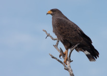 Cuban Black Hawk © Colin Jones