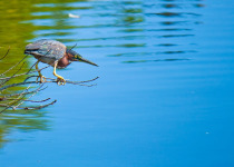 Green Heron