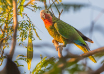 Cuban Parrot
