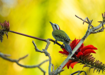 Cuban Green Woodpecker
