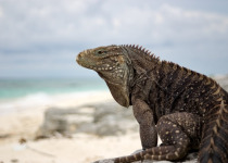 Iguana