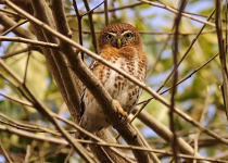 Cuban Pygmy-Owl