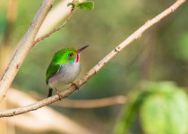 Cuban Tody