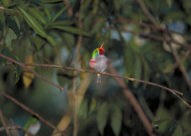 Cuban Tody