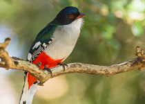 Cuban Trogon