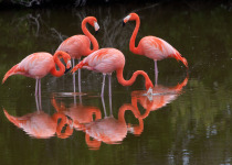 American Flamingoes