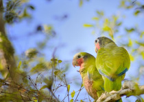 Cuban Parrot