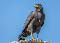 A Cuban Black Hawk in hunting mode in the Zappata wildlife