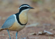 Half-Day Coastal Gambia Birding and Photography Tour with Yanks Manneh