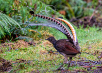 Superb Lyrebird