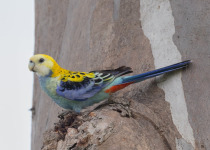 Pale-headed Rosella