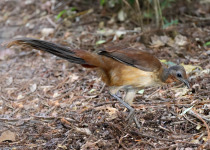 Albert's Lyrebird