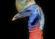 Southern Cassowary