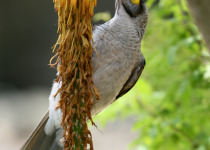 Noisy Miner