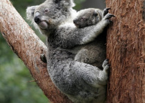 Koala mom and kid