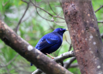 Satin Bowerbird