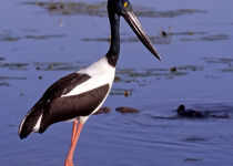 Black-necked Stork