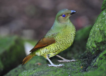 Satin Bowerbird