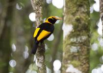 Regent Bowerbird