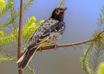 Regent Honeyeater