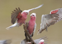 Galahs