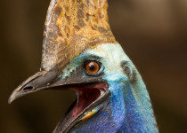 Cassowary