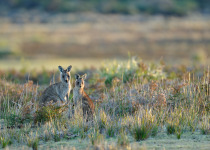 Eastern Grey Kangaroo
