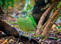 Green Catbird