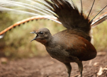 Lyrebird closeup