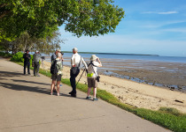 Birding on the Cairns Esplande