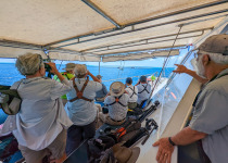 Birdwatching from boat on way to Michaelmas Cay