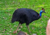 Cassowary at Mt Hypipamee
