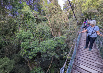 O'Reillys Tree Top Walk