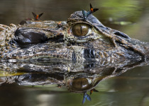 Black Caiman