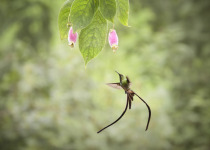 Black-tailed Trainbearer