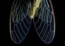 Cicada