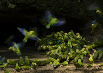 Cobalt-winged Parakeet